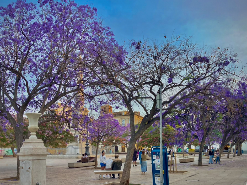 La Plaza de la Merced en el casco antiguo de Málaga con jacarandas en flor en mayo, y la estatua de Picasso