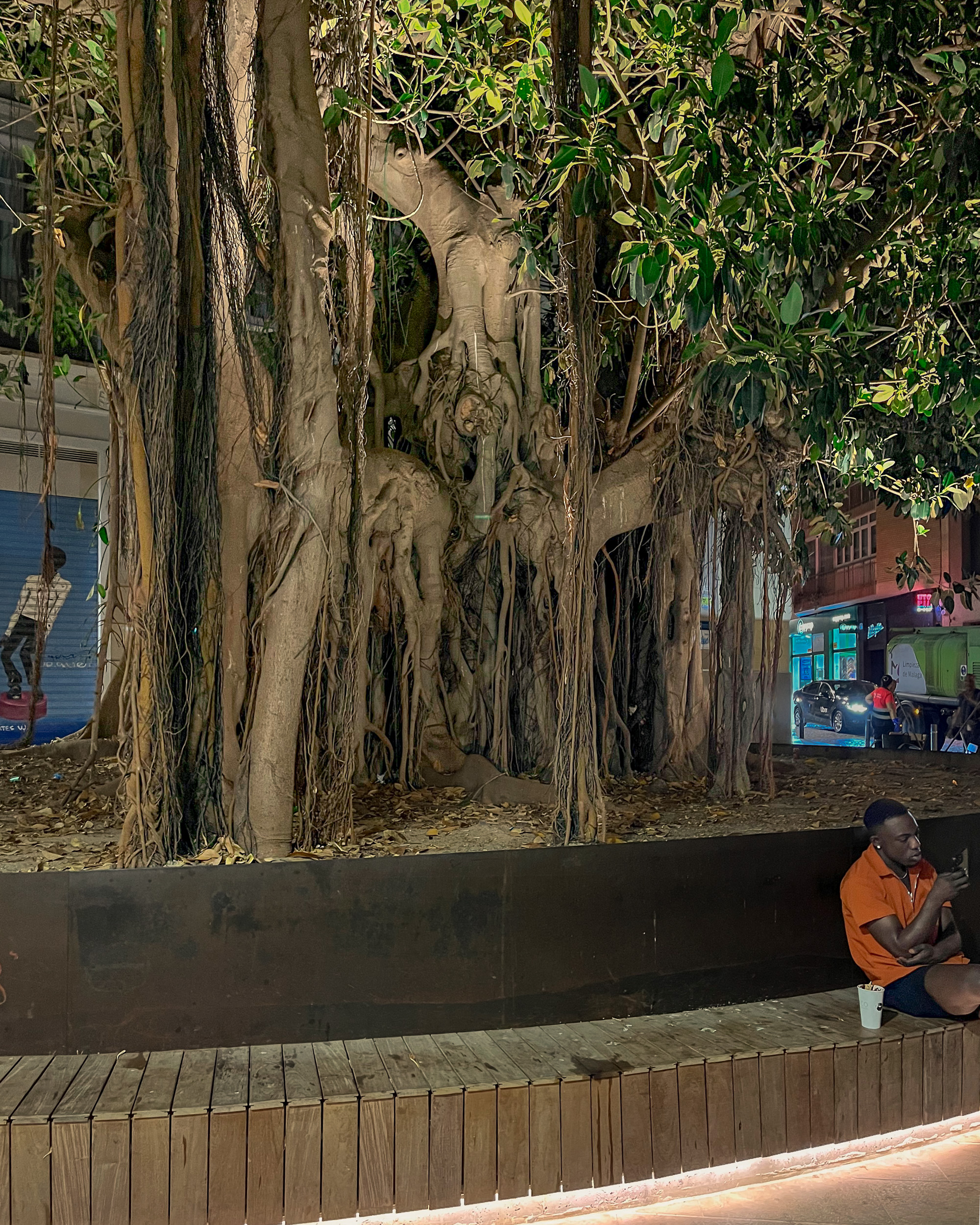 Ancient Ficus Macrophylla on Plaza del Teatro in Málaga, close to the Calle Carretería in the centre district