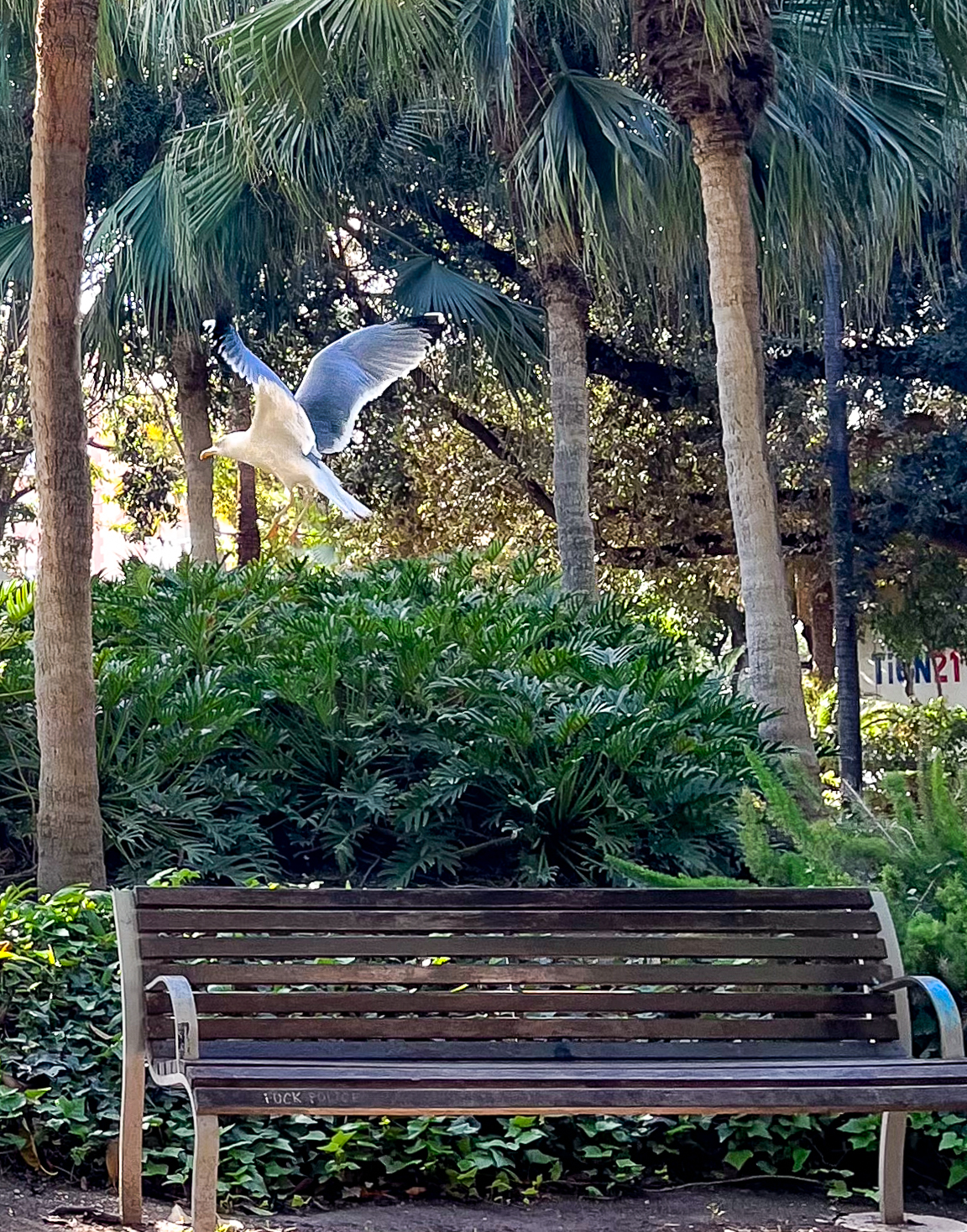 Gaviota despegando en el Parque de Málaga en el Paseo del Parque en el Distrito Centro de Málaga