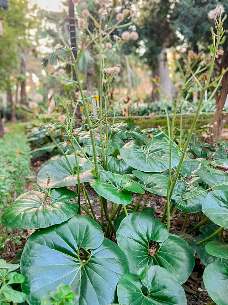 Planta leopardo gigante (Farfugium japonicum) en el Parque de Málaga en el Paseo del Parque en el Distrito Centro de Málaga