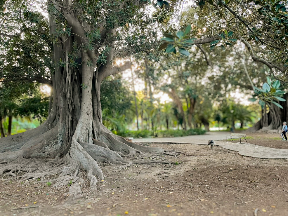 Antiguo árbol ficus macrophylla de más de 100 años en el parque Jardines Picasso en la Avenida de Andalucía en el Distrito Centro de Málaga