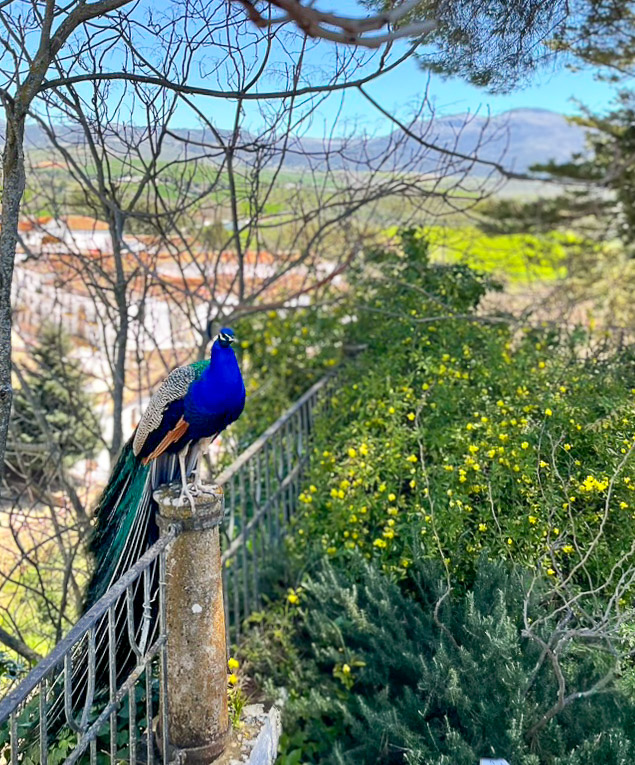 Pavo real en La Casa del Rey Moro en Ronda en la provincia de Málaga