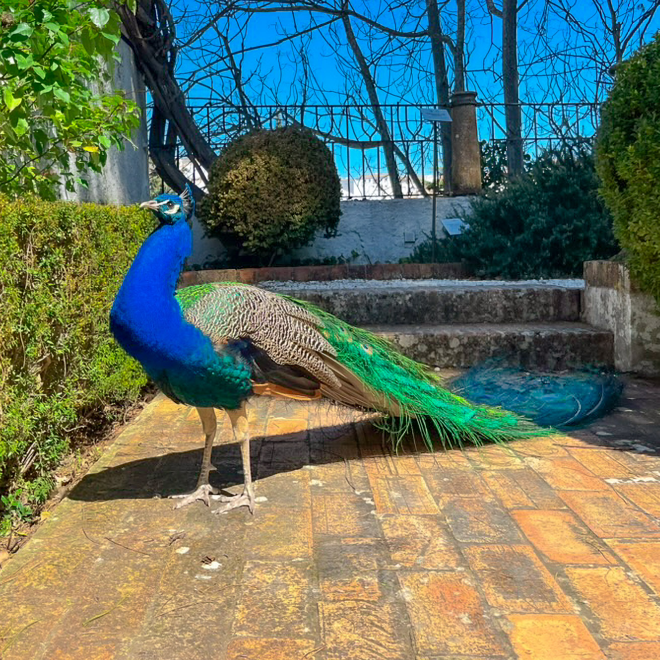 Pavo real en La Casa del Rey Moro en Ronda en la provincia de Málaga
