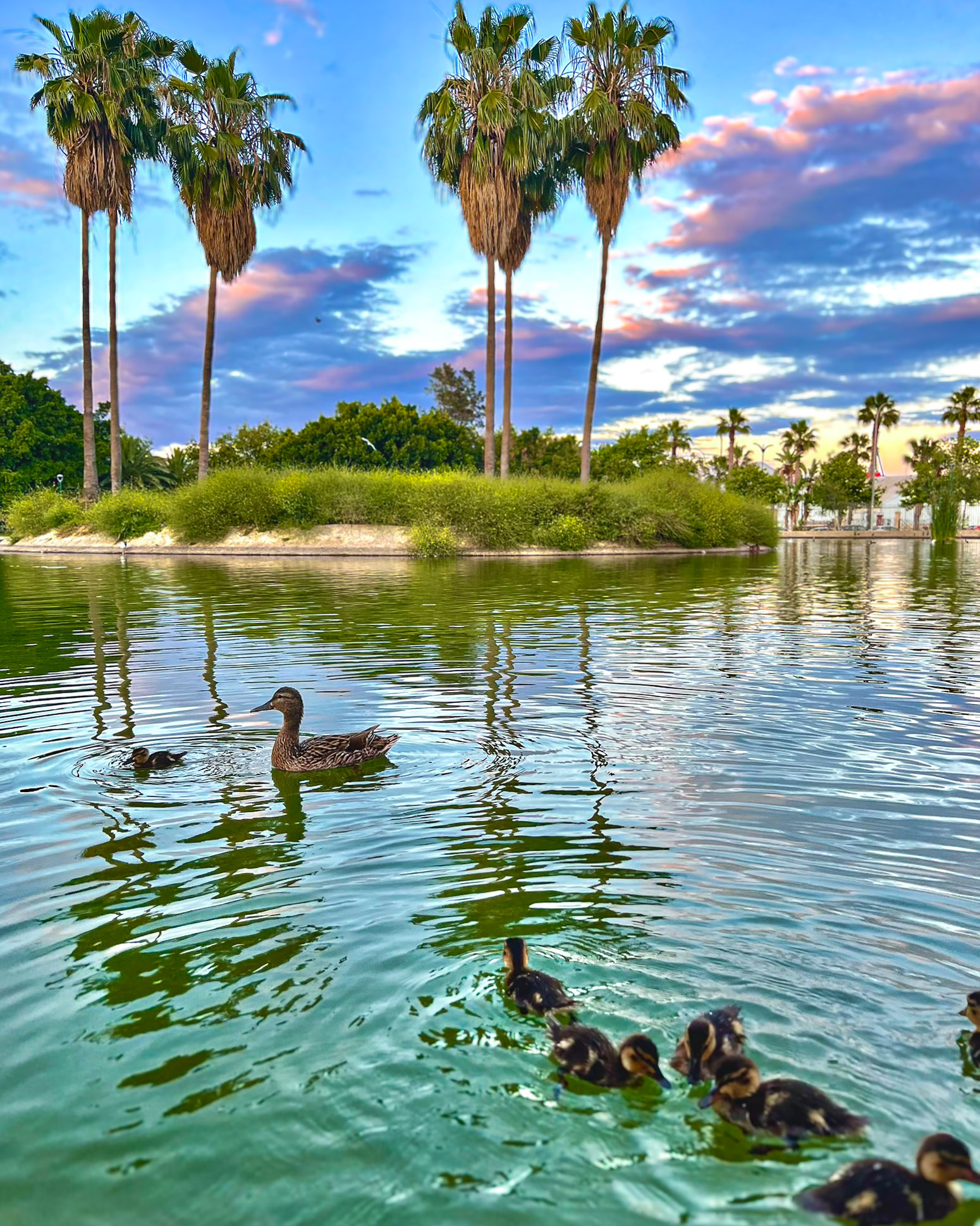 Patos al atardecer en el Parque Huelín en la Carretera de Cádiz en Málaga