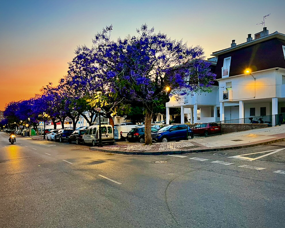 Jacarandás de flores moradas en una calle de Estepona al atardecer