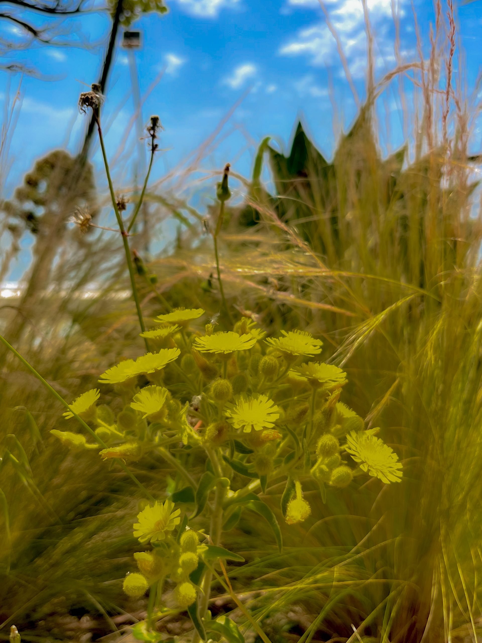 Wild flowers at the Paseo Marítimo in Estepona