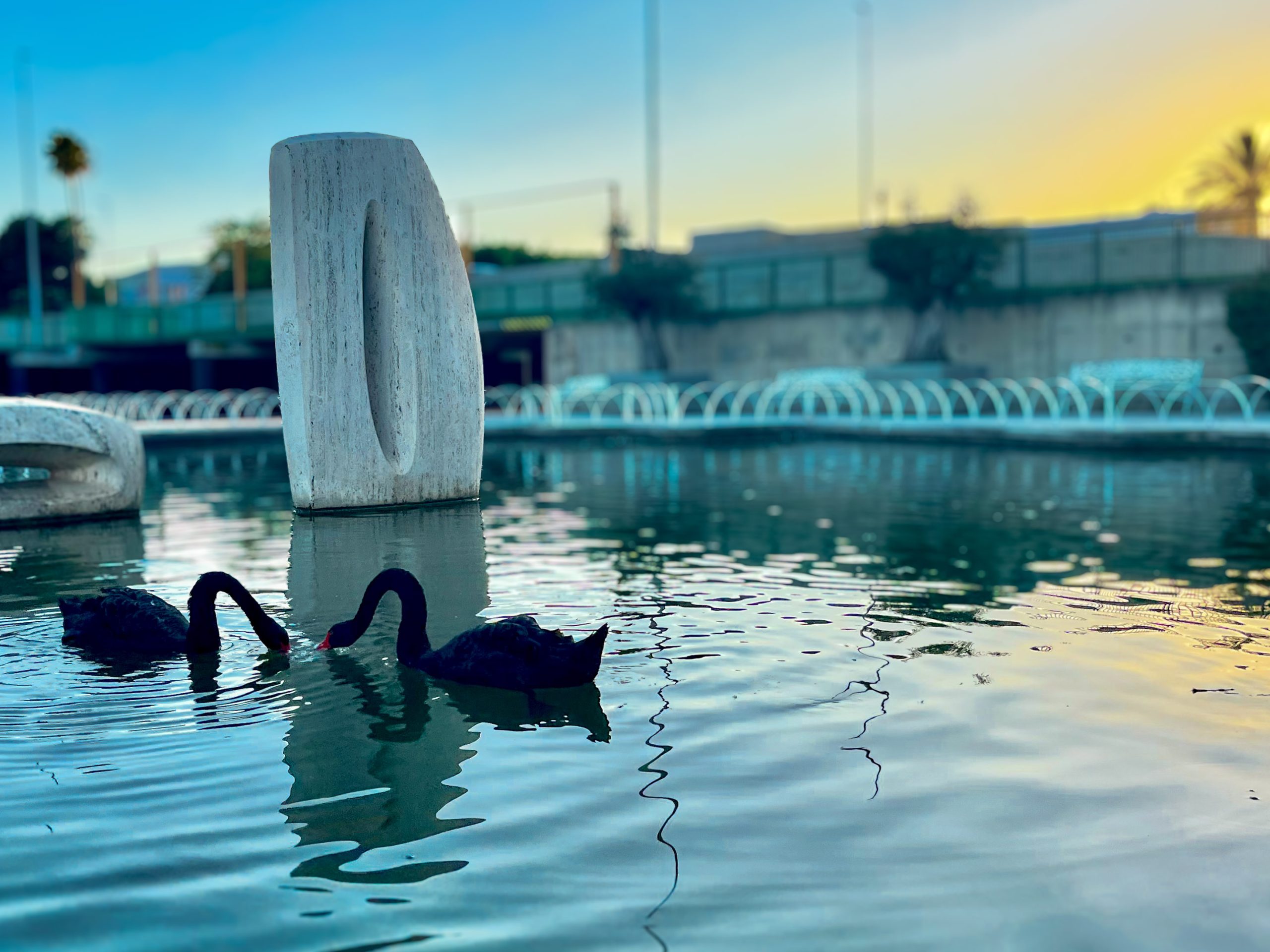 Pair of black swans enjoying sunset in Parque del Oeste on Carretera de Cádiz in Málaga