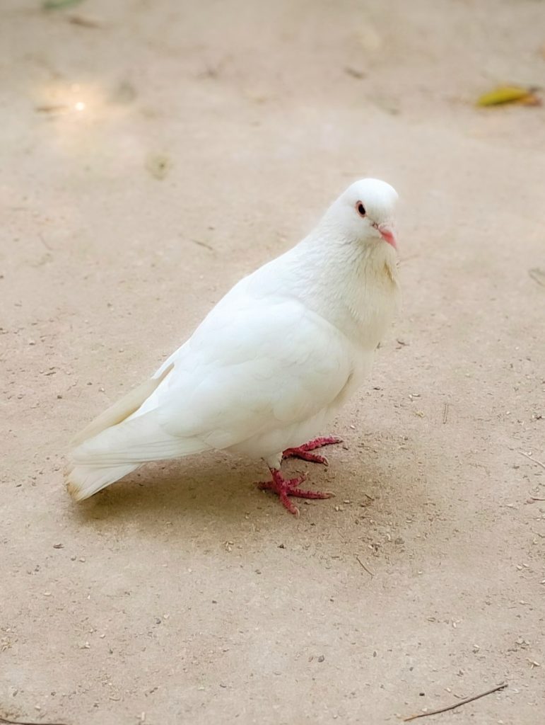 Paloma blanca dando un paseo por el Parque de Málaga en el Paseo del Parque en el distrito centro de Málaga