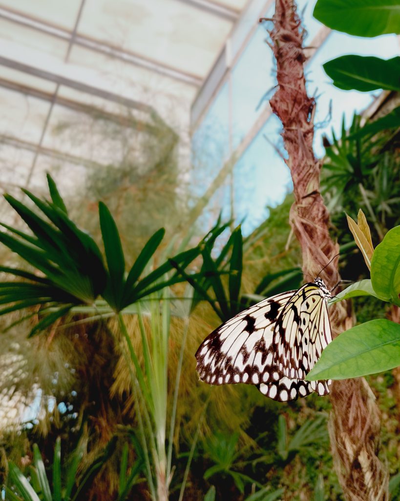 Mariposa posada sobre un tronco en el Mariposario (Parque de las Mariposas) en la calle Muérdago en Benalmádena
