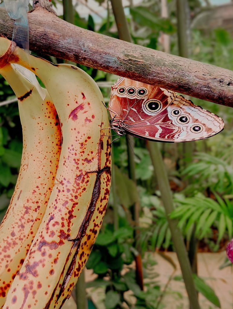 Mariposa alimentándose de un plátano en el Mariposario de la calle Muérdago en Benalmádena