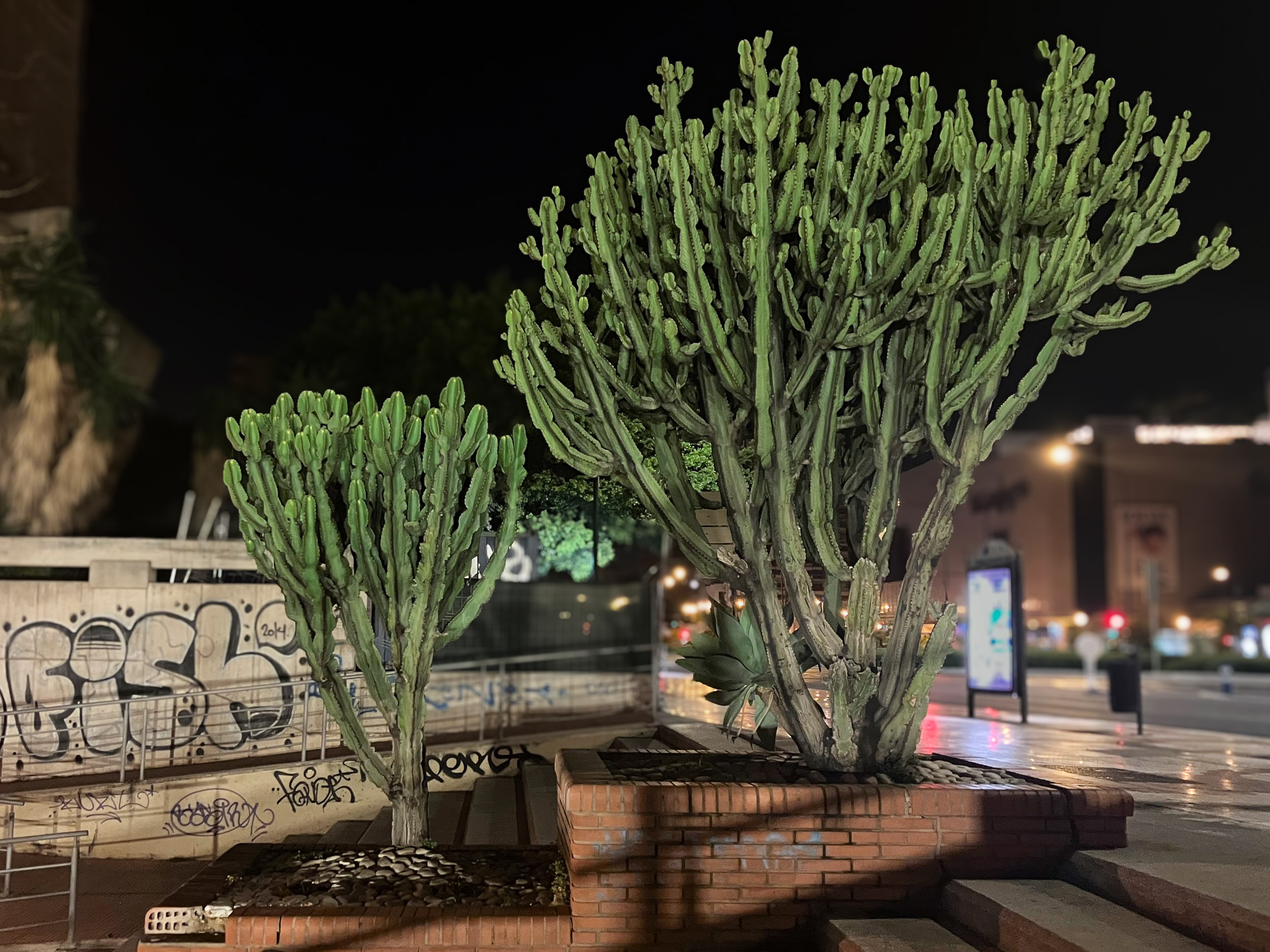 Cacti at the entrance of the Málaga Centro train station, Avenida de Andalucía