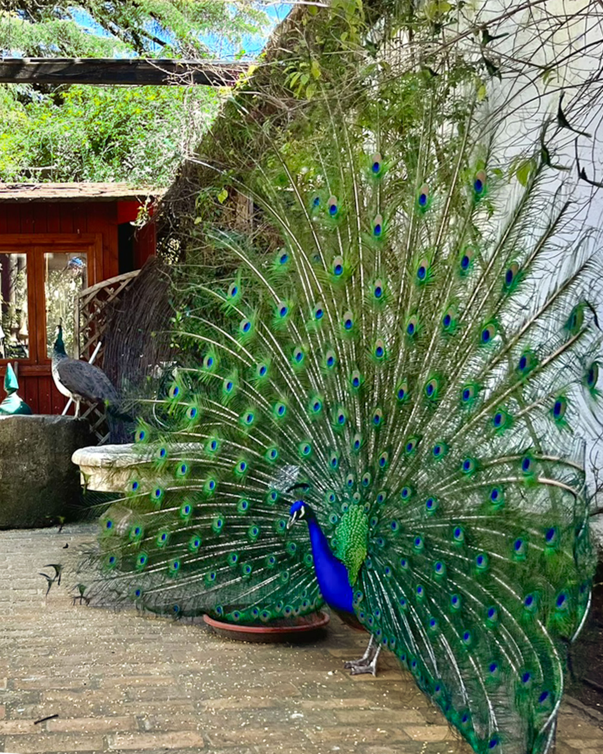 Peacock at La Casa del Rey Moro in Ronda in Málaga province