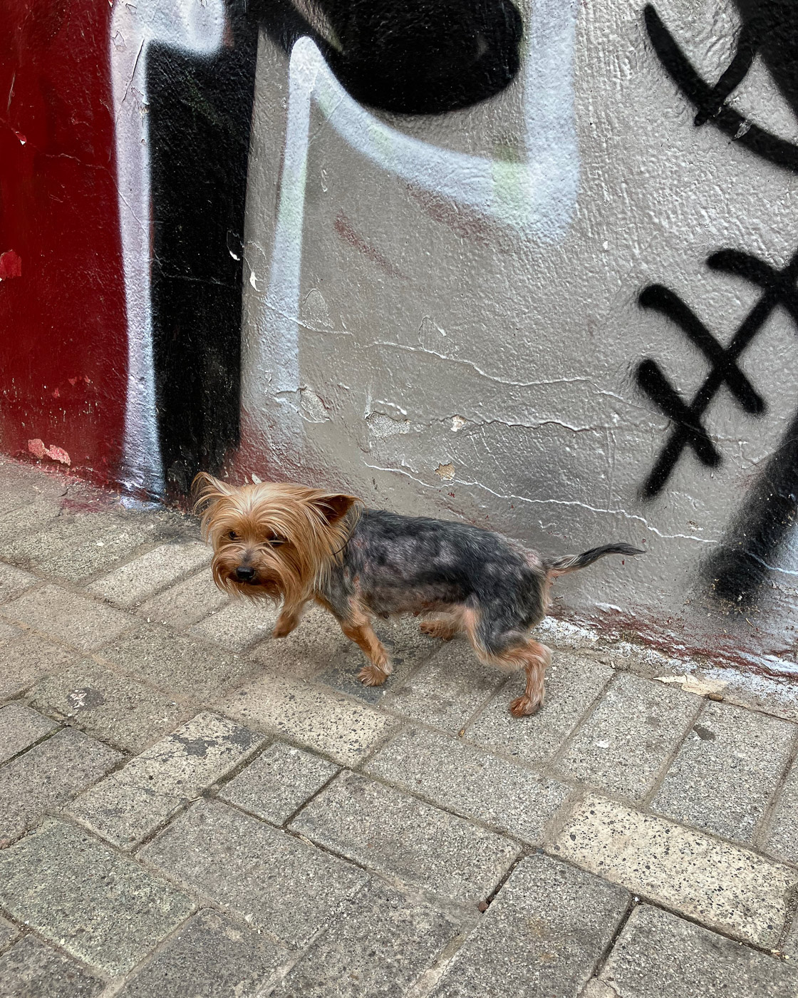 Perro en la calle en el barrio malagueño de La Trinidad