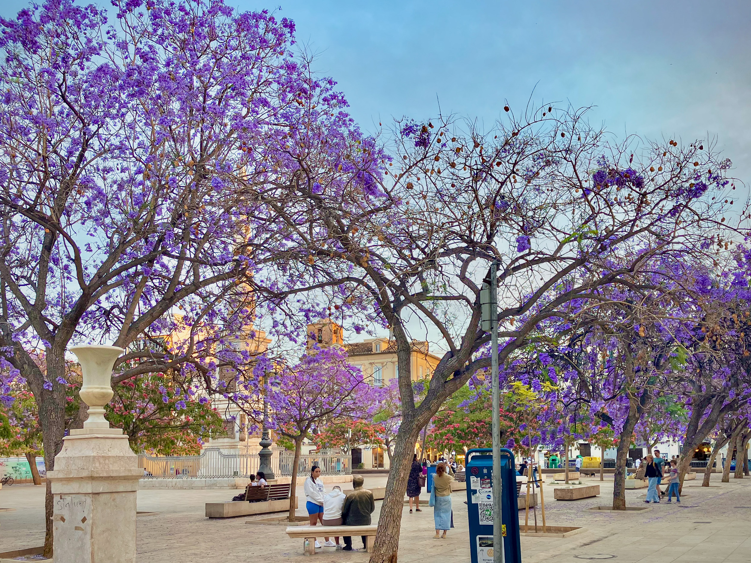 La Plaza de la Merced en el casco antiguo de Málaga con jacarandas en flor en mayo, y la estatua de Picasso