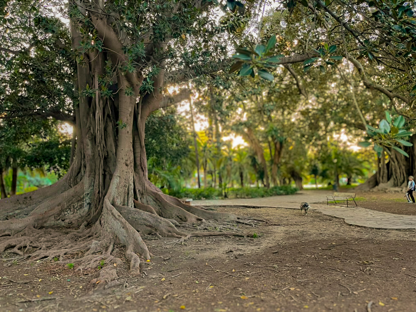 Ancient ficus macrophylla tree of more than 100 years old in the Jardines Picasso park on Avenida de Andalucía in Distrito Centro in Málaga, at sunset