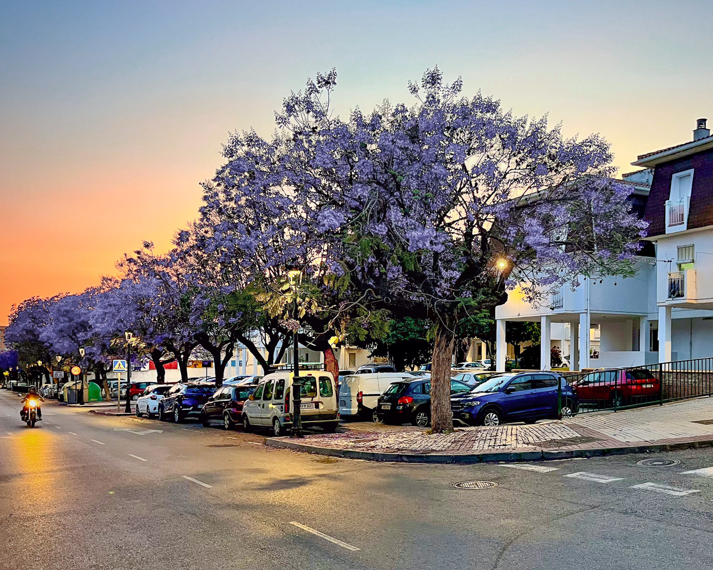 Purple jacaranda trees in bloom on a street in Estepona at sunset