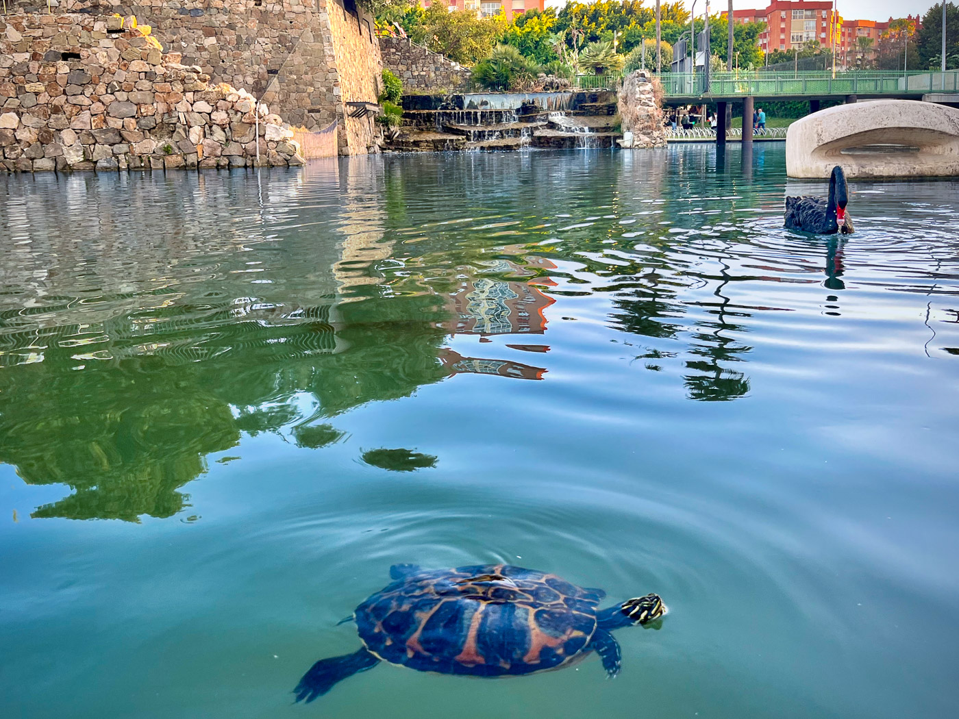 Turtle and black swan in the pond at Parque del Oeste on Carretera de Cádiz in Málaga