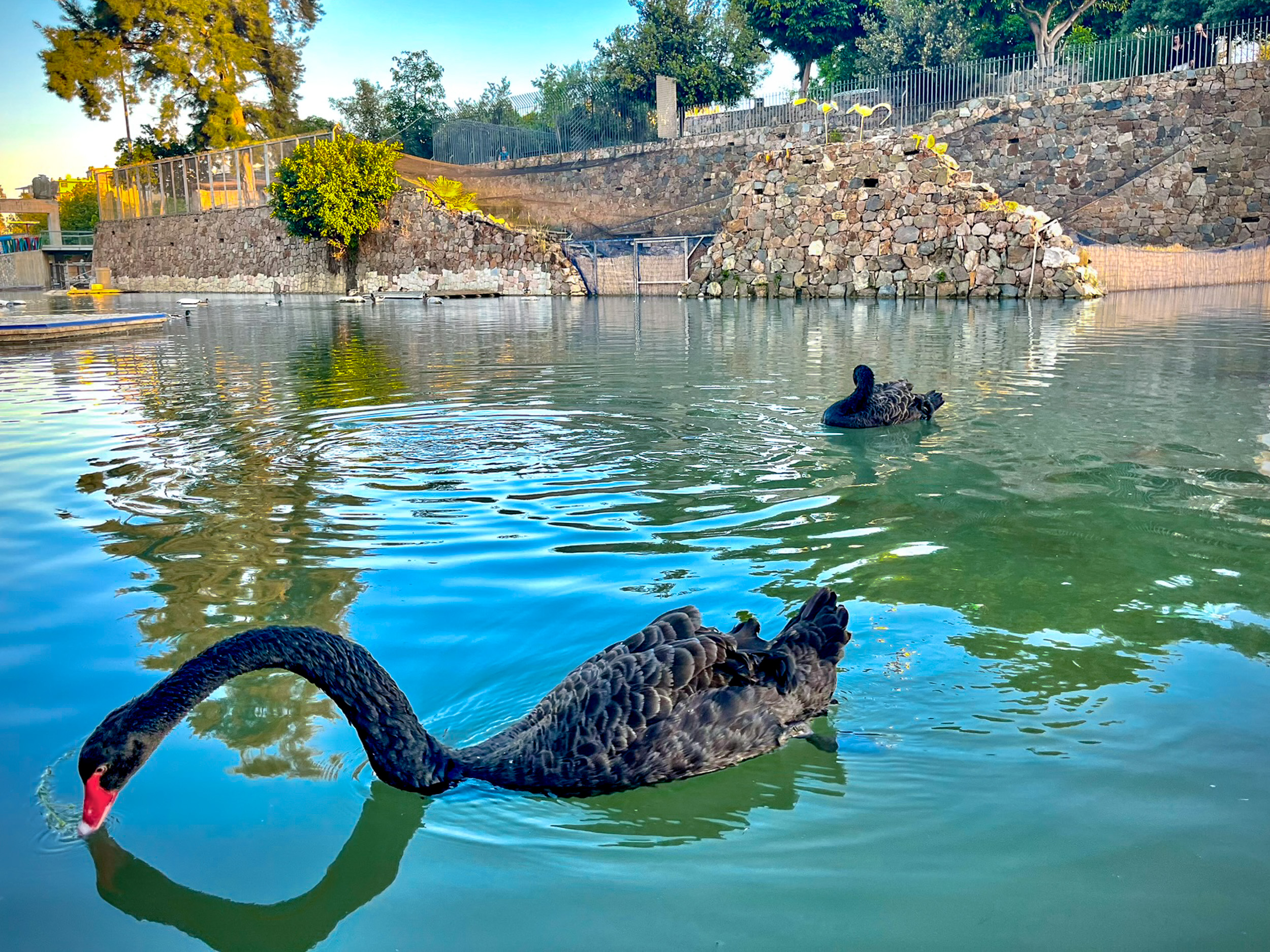 Pair of black swans enjoying sunset in Parque del Oeste on Carretera de Cádiz in Málaga