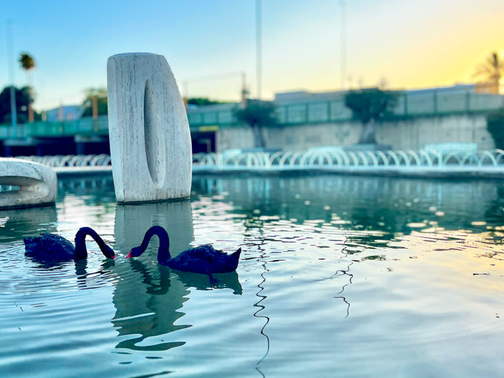 Pair of black swans enjoying sunset in Parque del Oeste on Carretera de Cádiz in Málaga