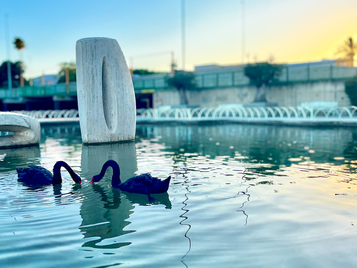 Pair of black swans enjoying sunset in Parque del Oeste on Carretera de Cádiz in Málaga