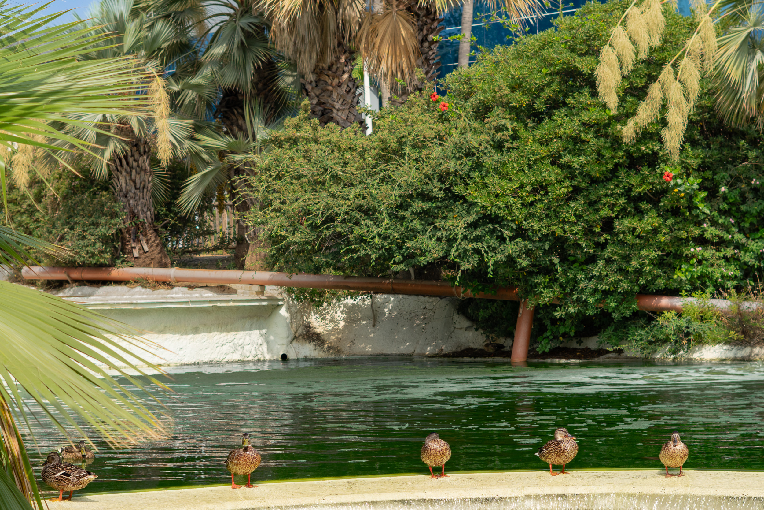 Ducks by a pond on Avenida Litoral in Estepona
